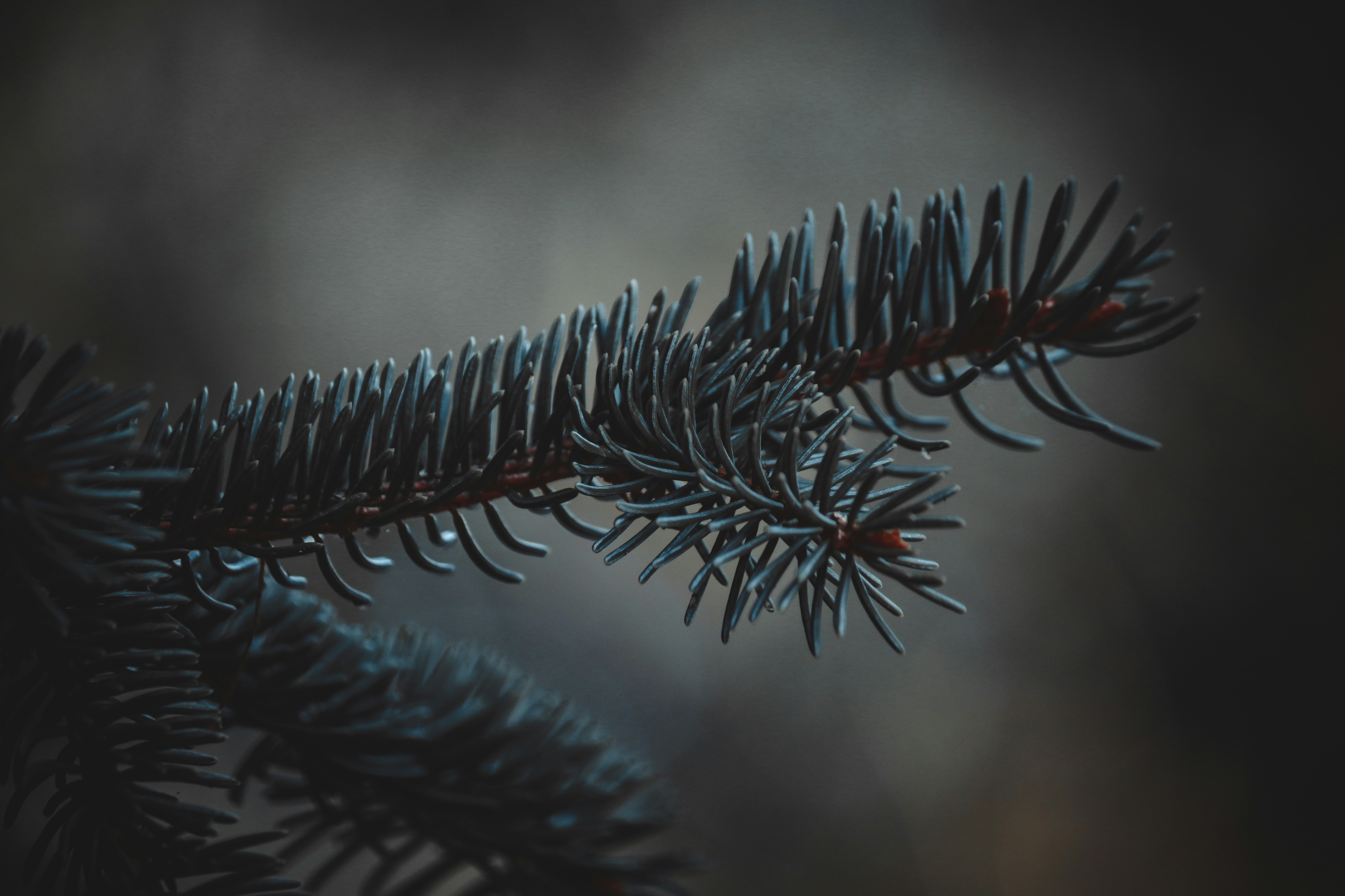 Photo by elisamoldovan