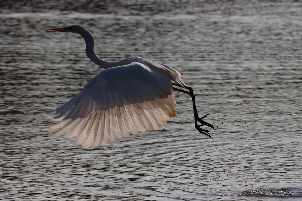 white bird flying over the sea during daytime