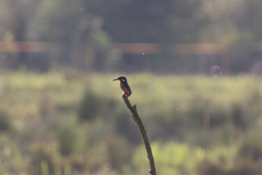 blue and brown bird on brown tree branch during daytime in Unterlunkhofen Switzerland