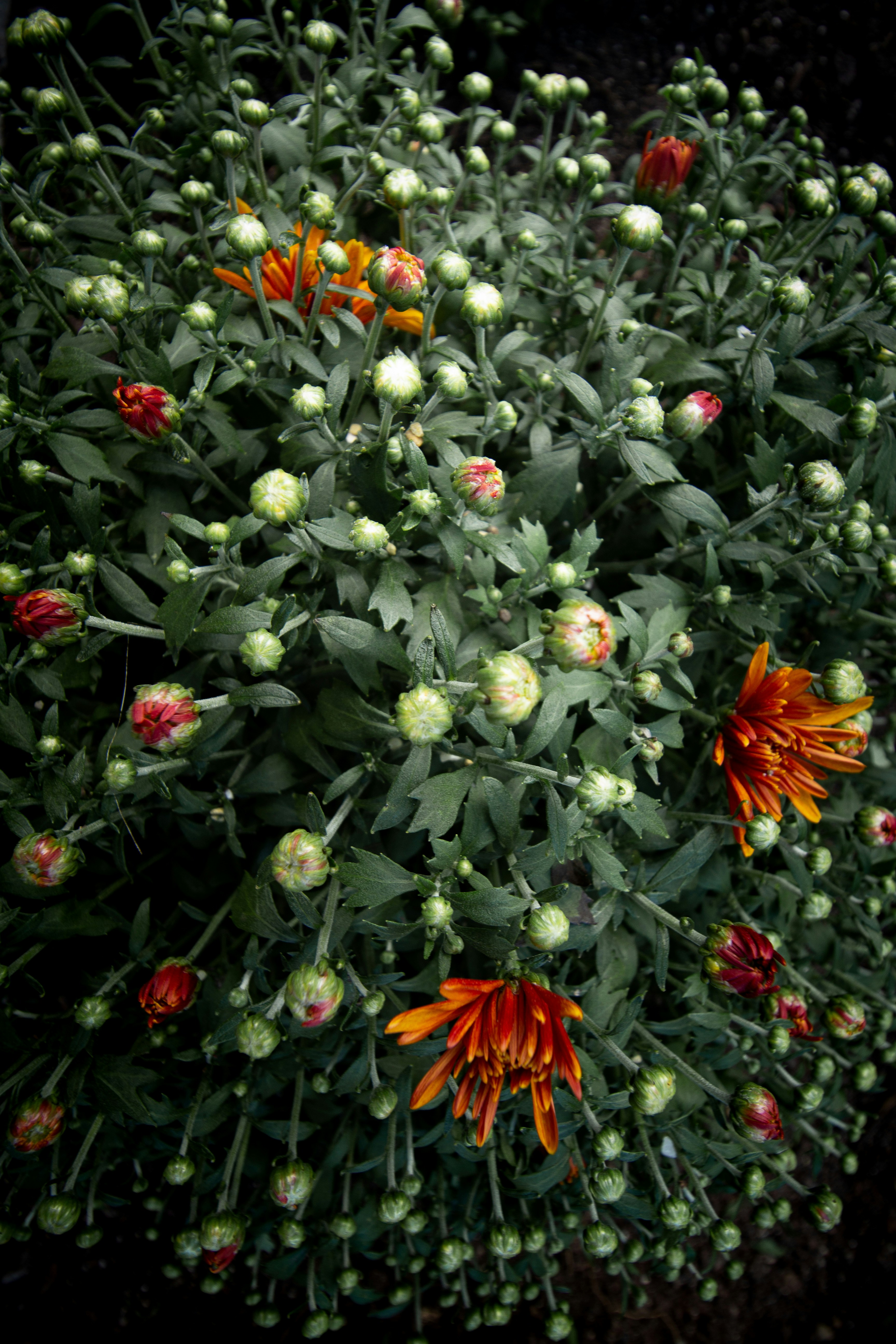 Flores blancas y anaranjadas con hojas verdes foto – Imagen de Flor ...