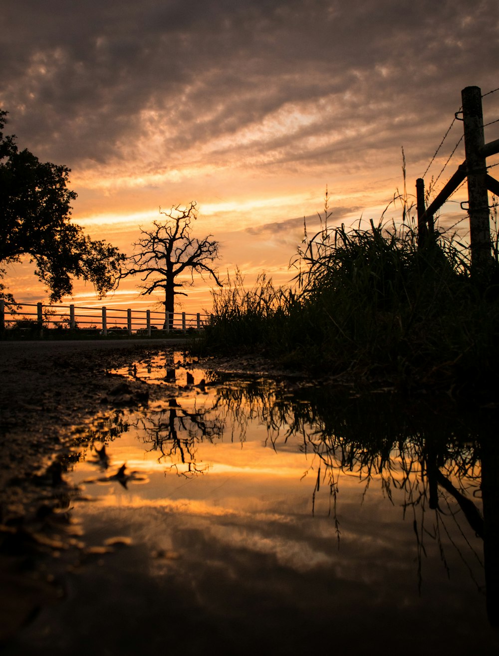 silhouette of trees near body of water during sunset