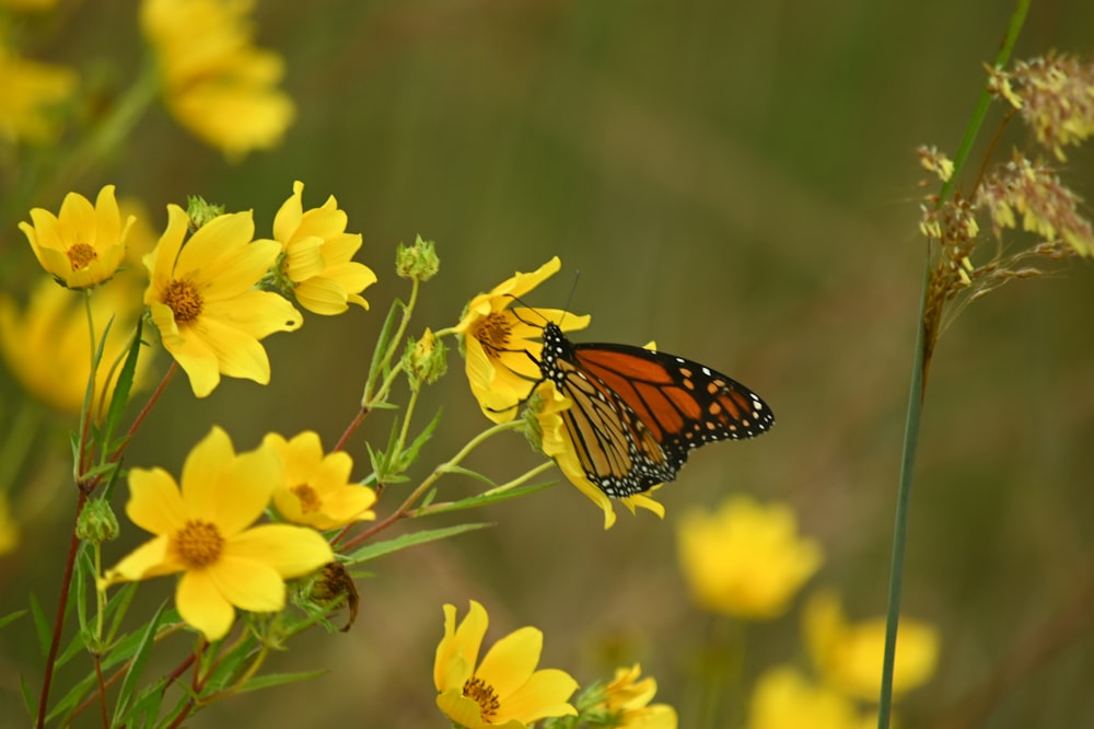 monarch butterfly perched on yellow flower in close up photography during daytime