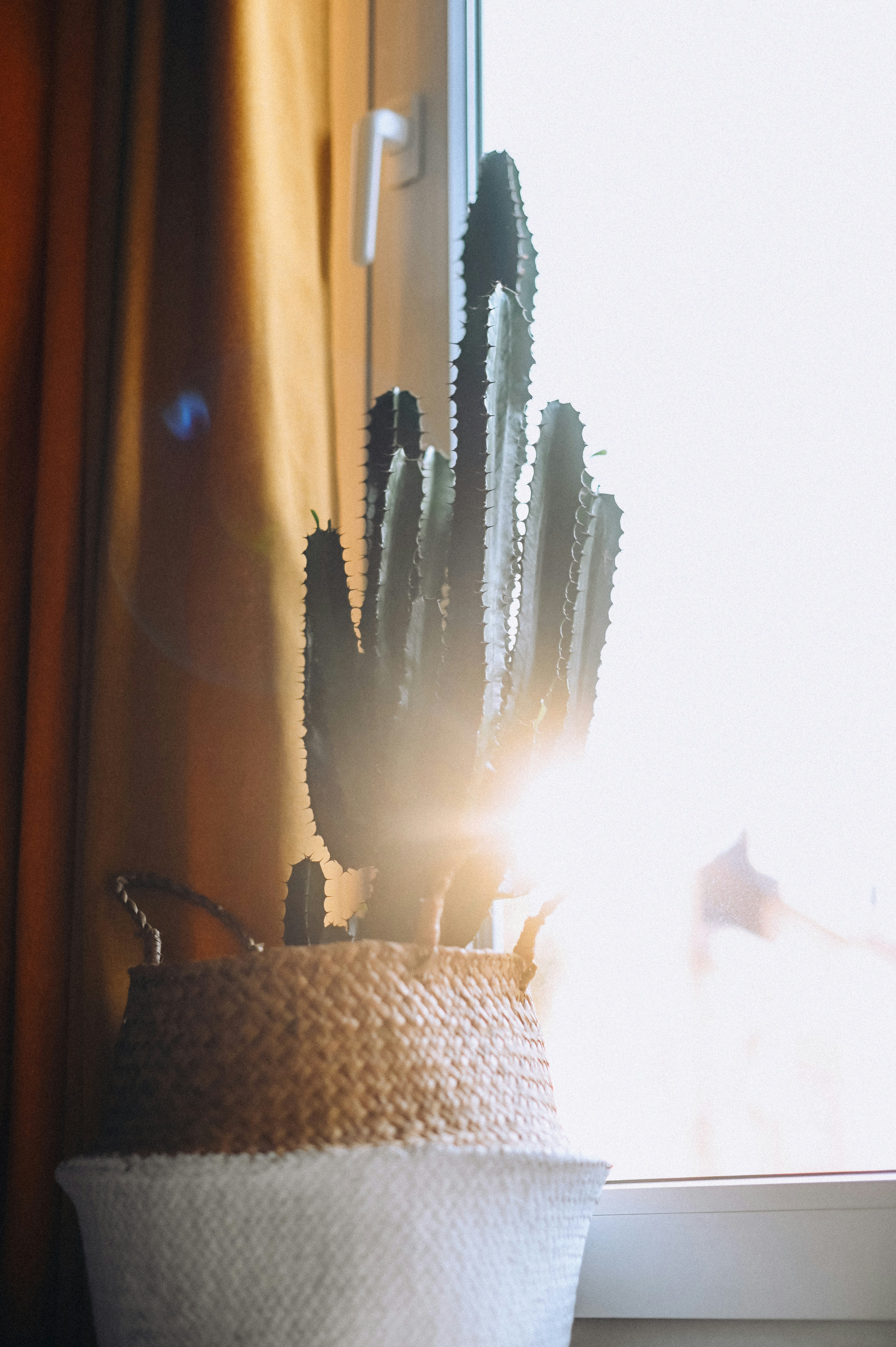 Small round cactus plant adds natural beauty to any home decor