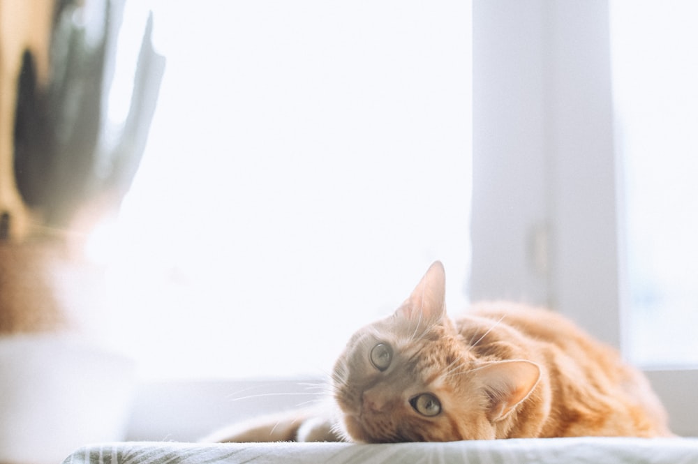 orange tabby cat lying on white textile