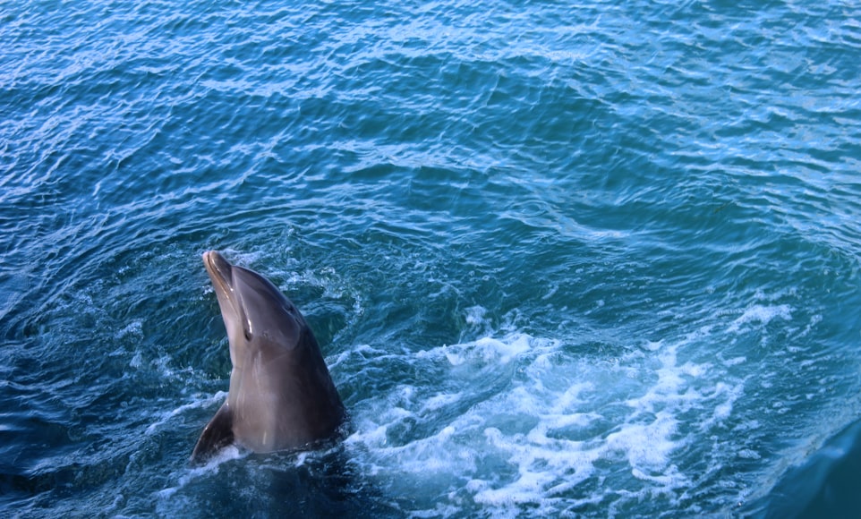 Delfinarium w Varadero