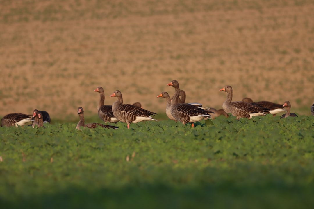 Wildlife photo spot Unterlunkhofen Frenkendorf