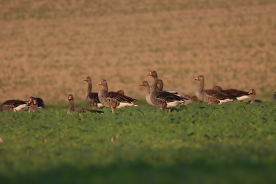 flock of geese on green grass field during daytime in Unterlunkhofen Switzerland