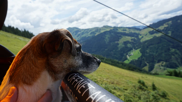 A panoramic mountain landscape with a dog running freely in the foreground, capturing a moment of joyful companionship between dog and owner.
