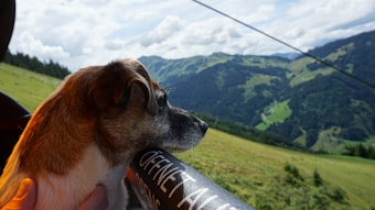 A dog gazes out over a lush, mountainous landscape with rolling hills covered in greenery. The sky is partly cloudy, and the scene conveys a sense of tranquility and natural beauty.