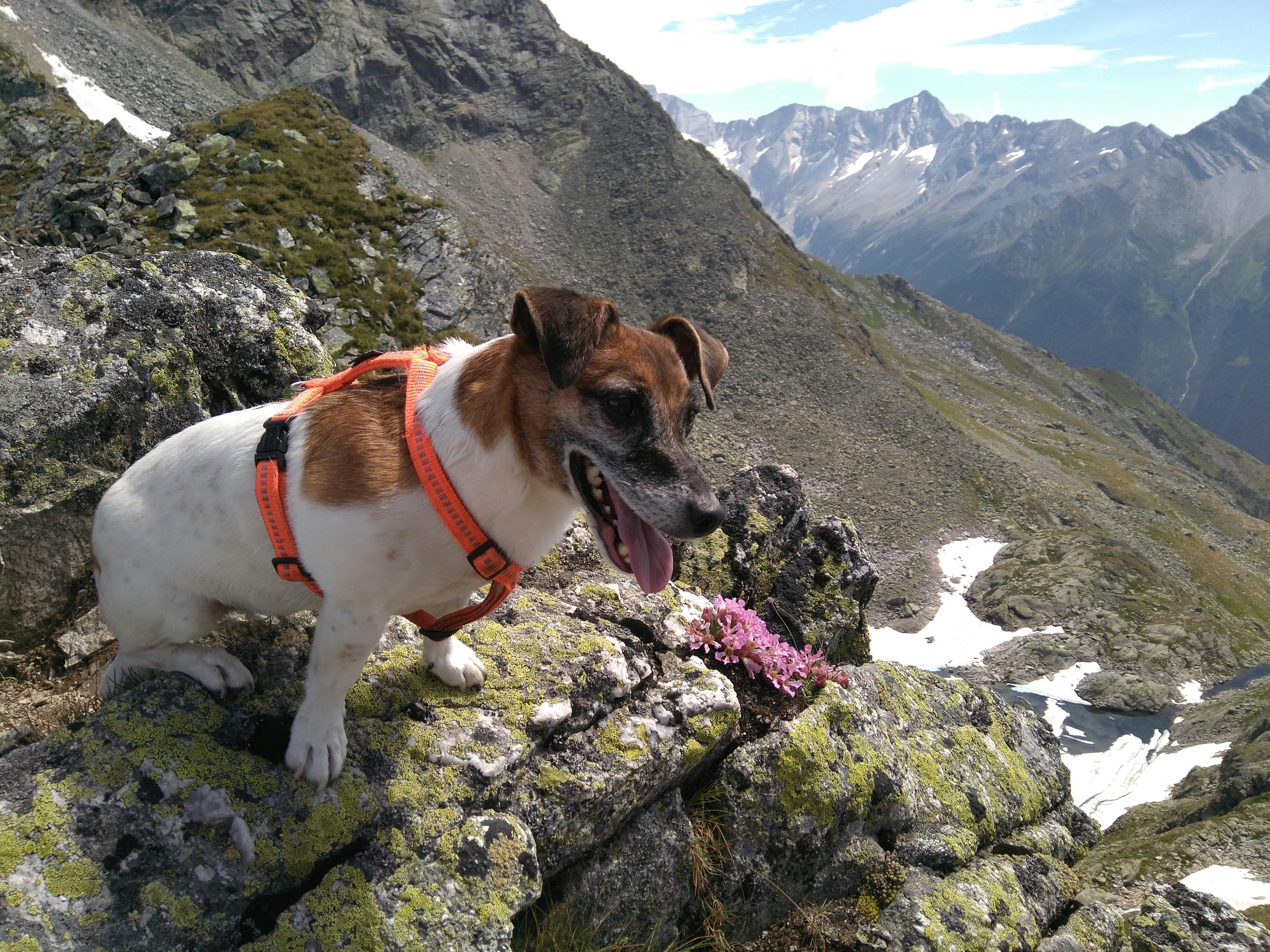 Active dog wearing rust-orange adventure harness on forest trail