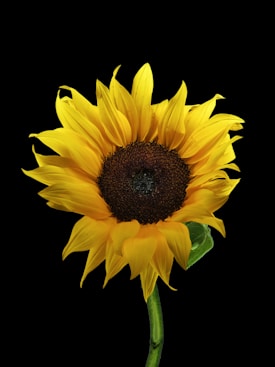 A vibrant sunflower with bright yellow petals and a dark brown center stands against a solid black background. The petals are detailed and slightly curled toward the edges, with one green leaf visible on the stem.