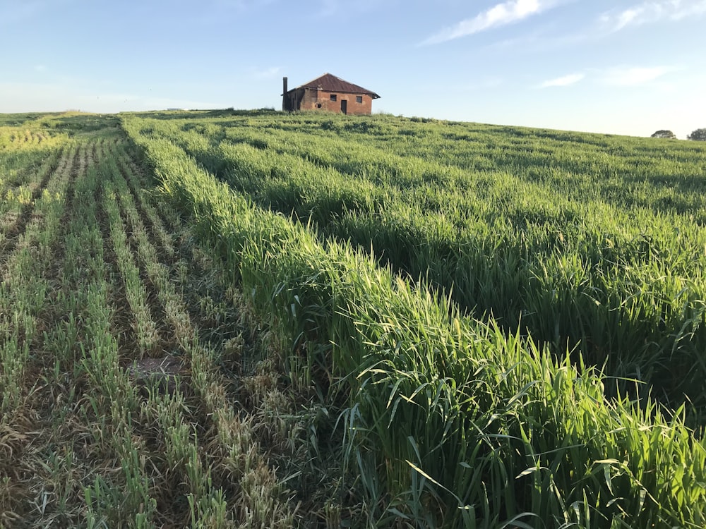 brown wooden house in the middle of green grass field