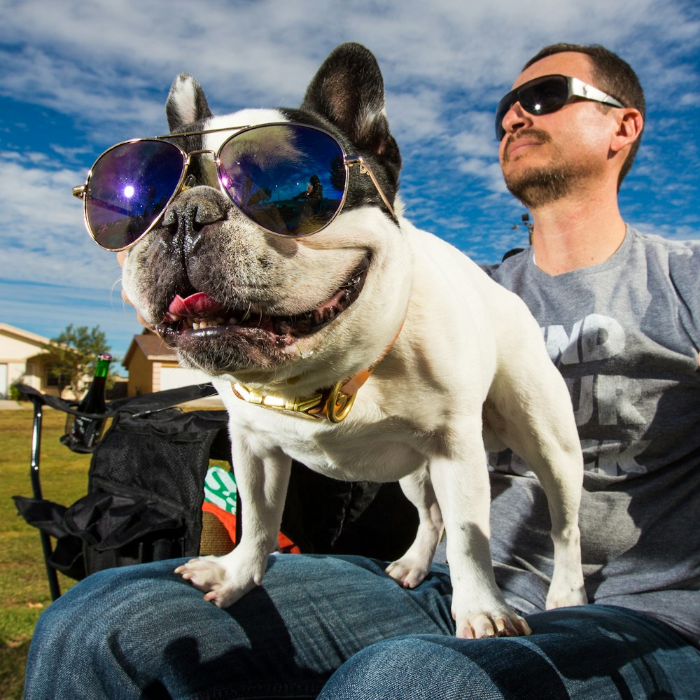 man in gray sweater holding white and brown short coated dog