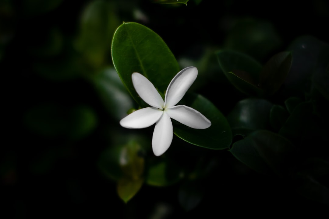 white 5 petaled flower in bloom