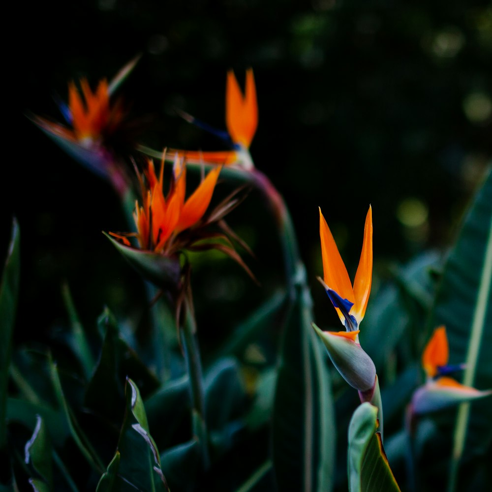 yellow and red birds of paradise flower in bloom