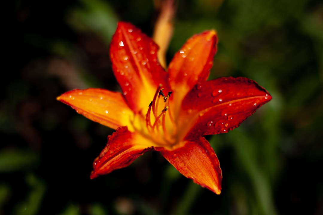 red and yellow flower in macro shot