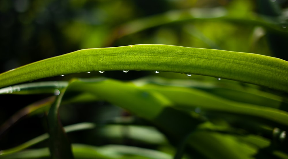 water droplets on green leaf