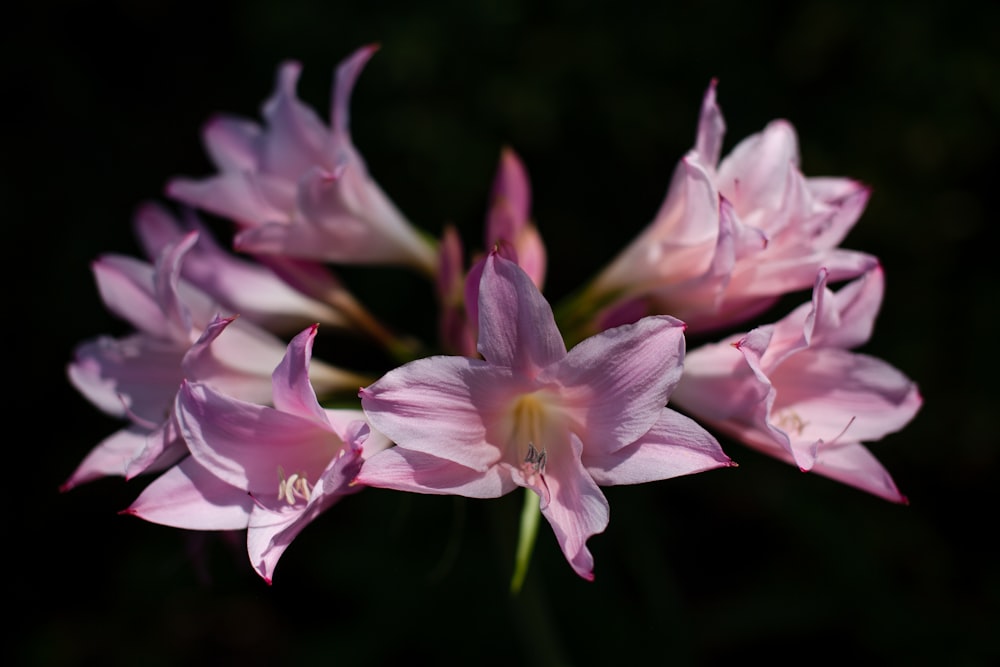 pink and white flower in tilt shift lens