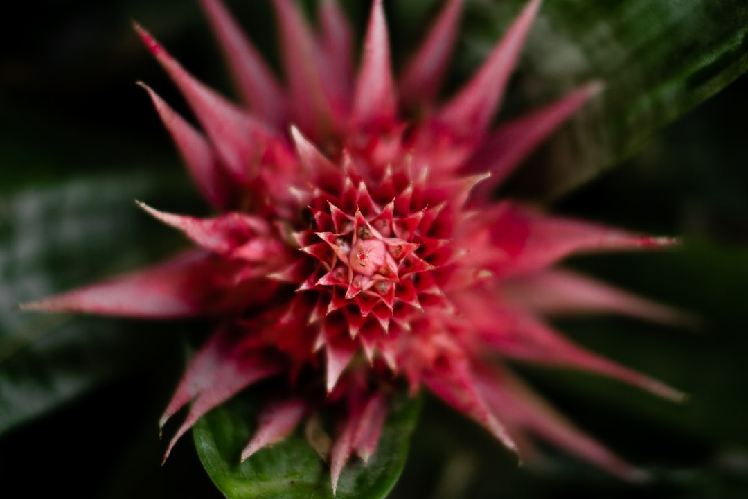 pink and green flower in macro lens