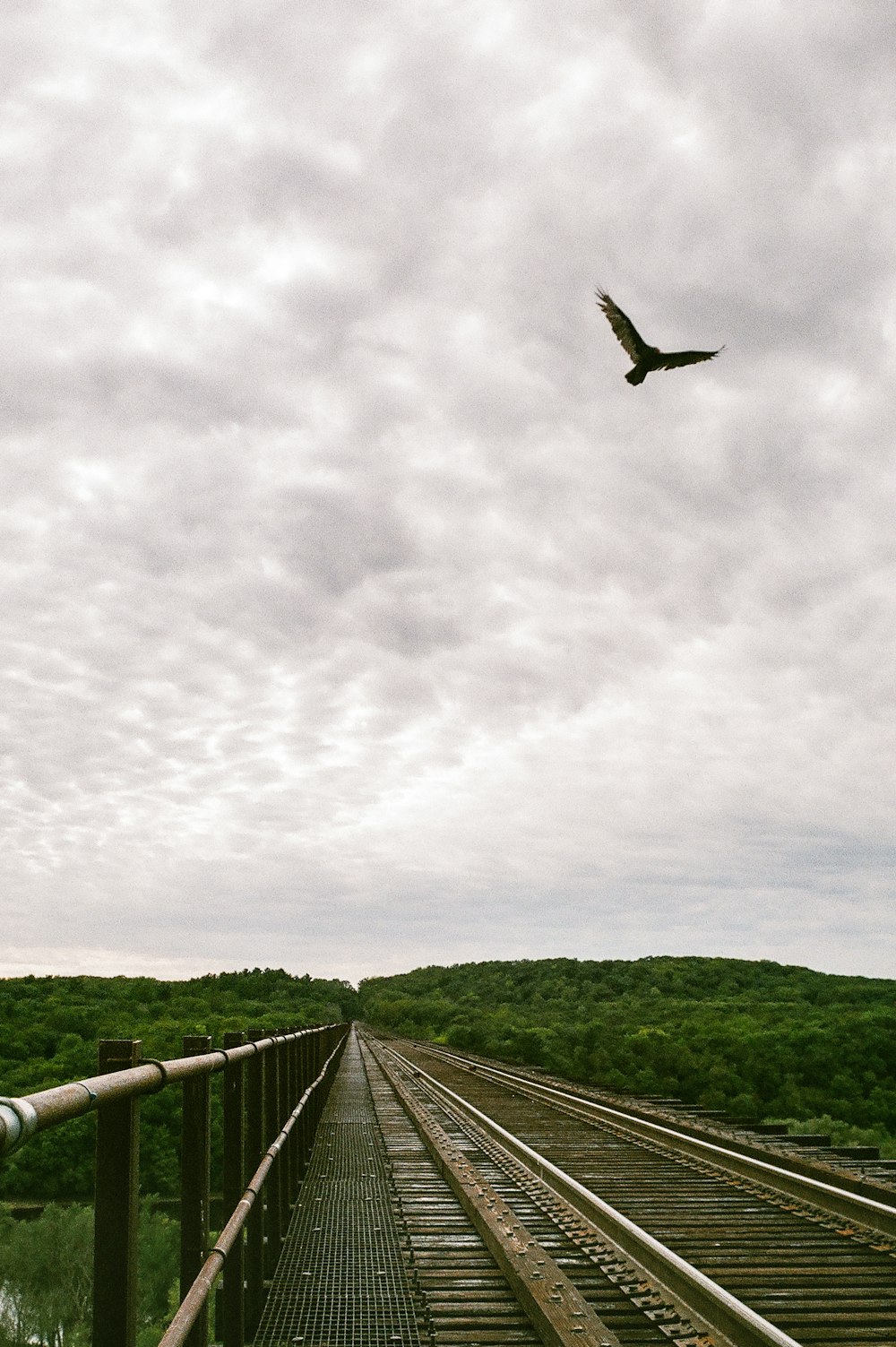 black bird flying over the green grass field during daytime