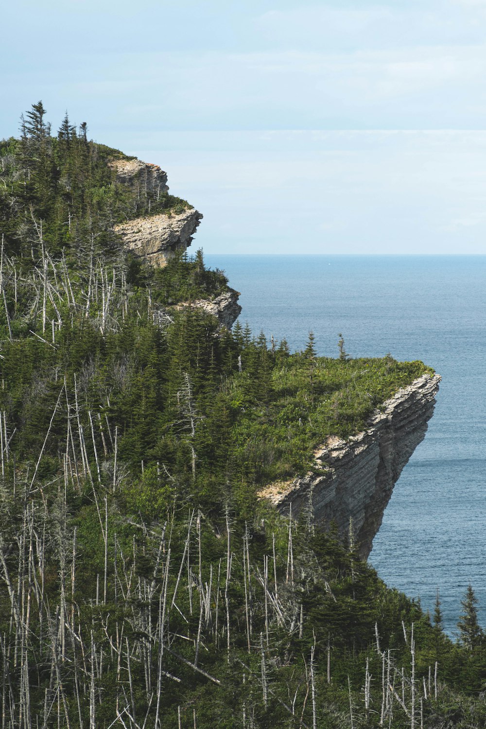 green trees on brown rocky mountain beside sea during daytime