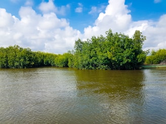 A serene view of mangroves under a clear blue sky.