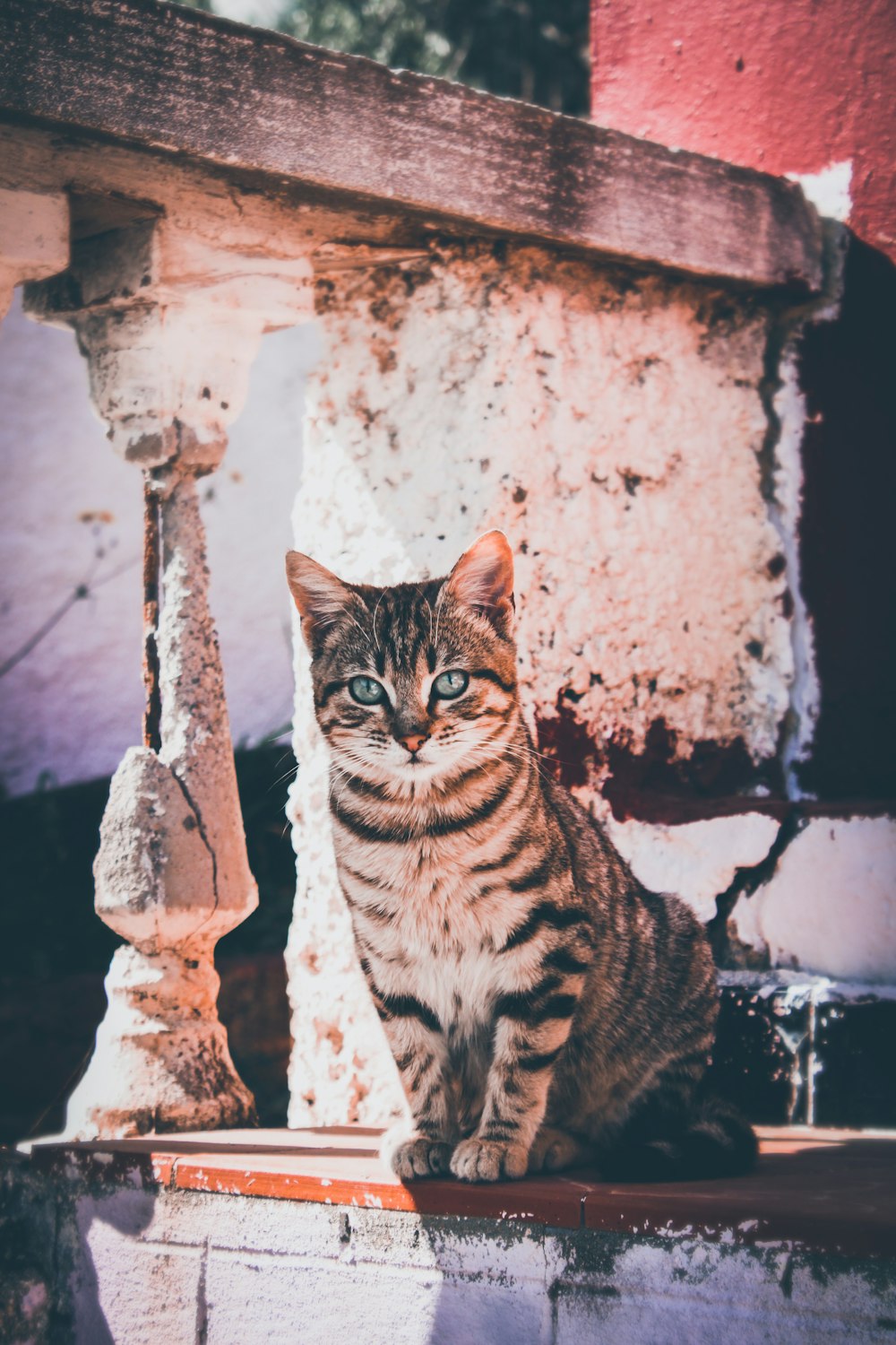 brown tabby cat on brown concrete post