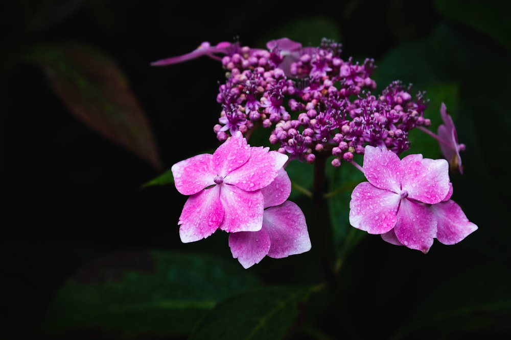 purple flowers in tilt shift lens