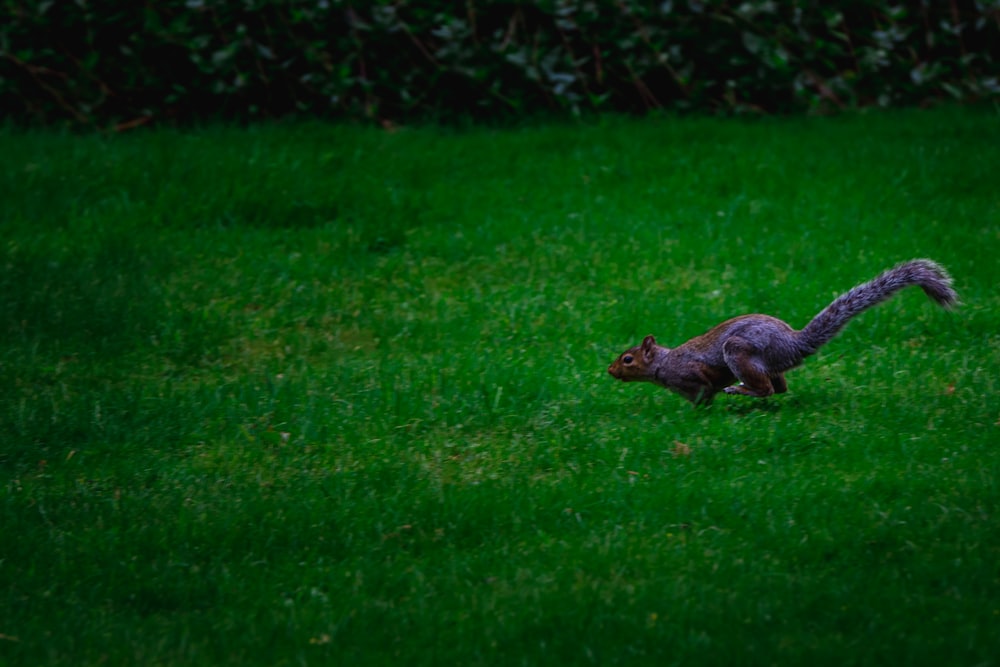 gray squirrel on green grass field during daytime