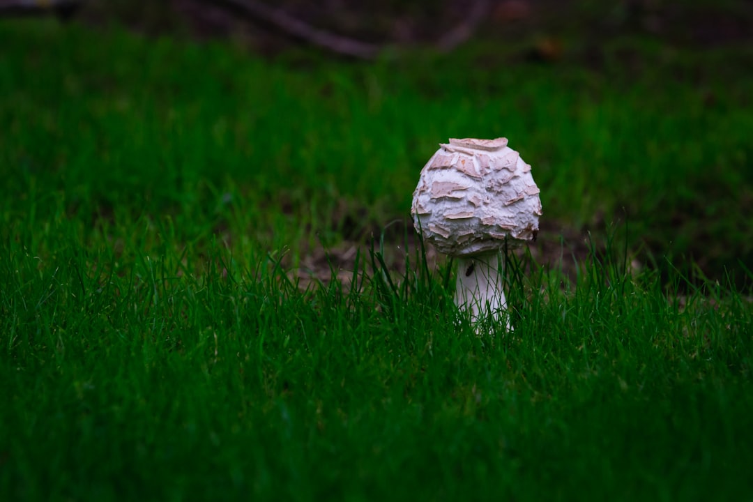 white mushroom on green grass field during daytime