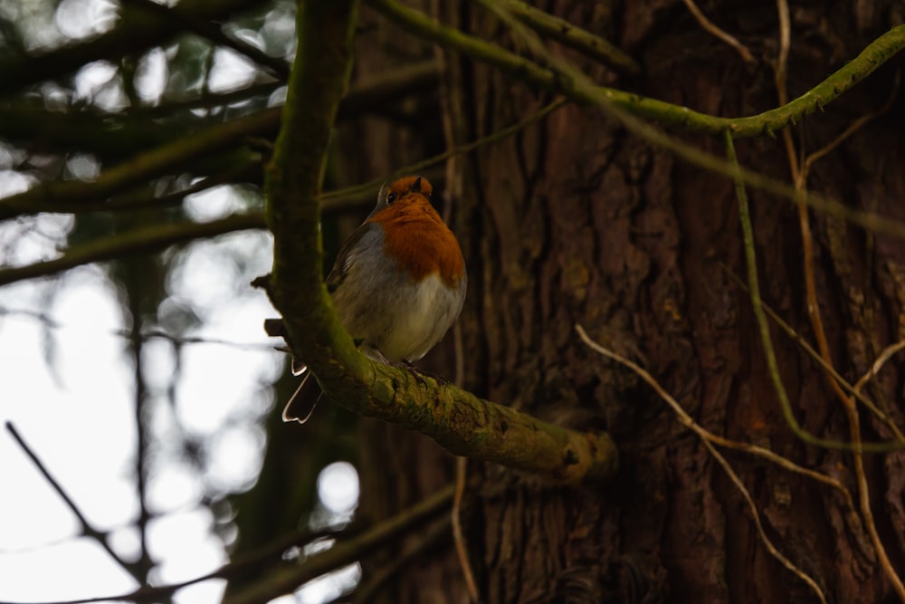 orange and white bird on tree branch