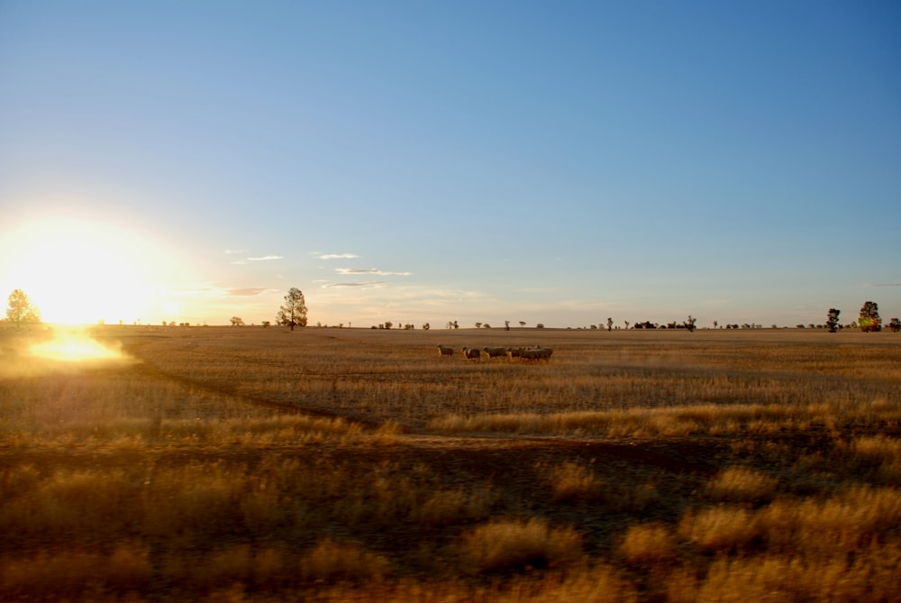 campo di erba marrone sotto il cielo blu durante il giorno