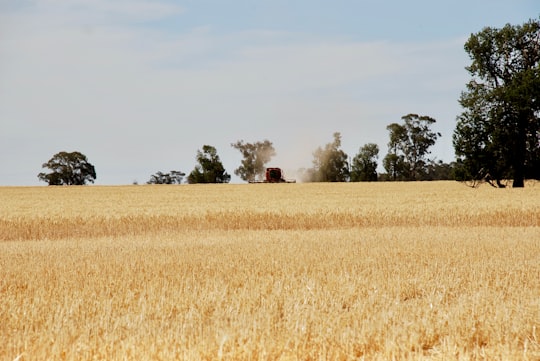 brown grass field under white clouds during daytime in Mirrool NSW Australia