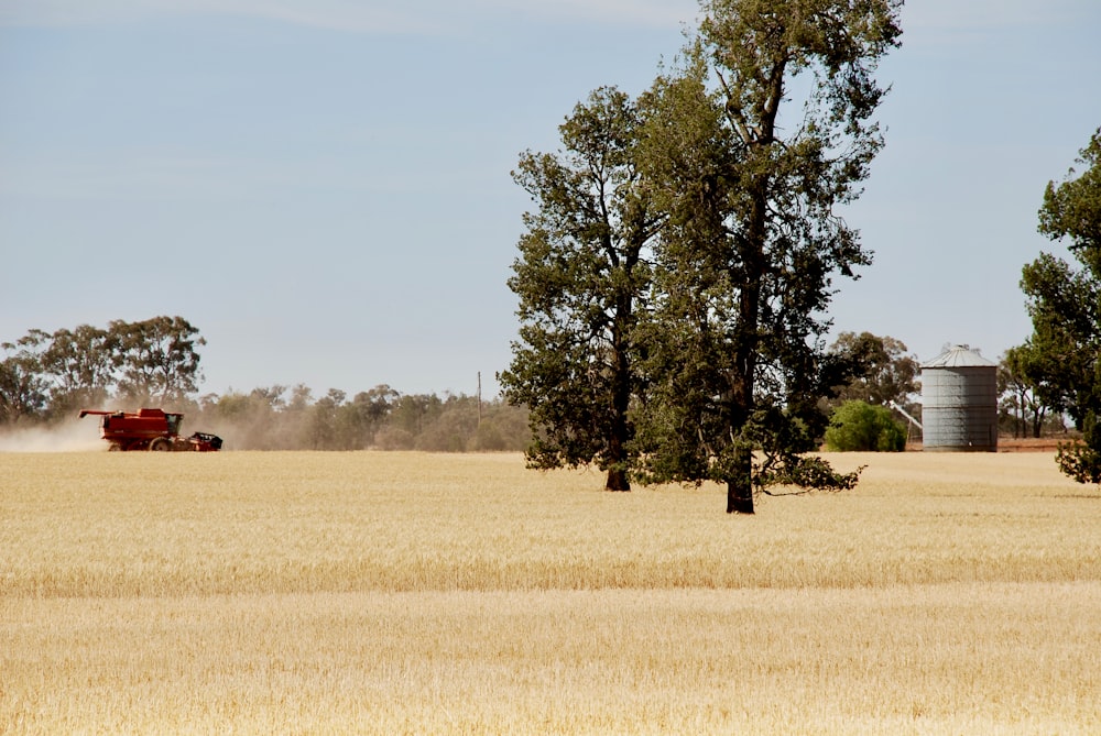 green tree on brown field during daytime