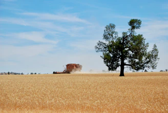 A lush green Iraqi wheat field under a clear blue sky, with a tractor working in the distance.