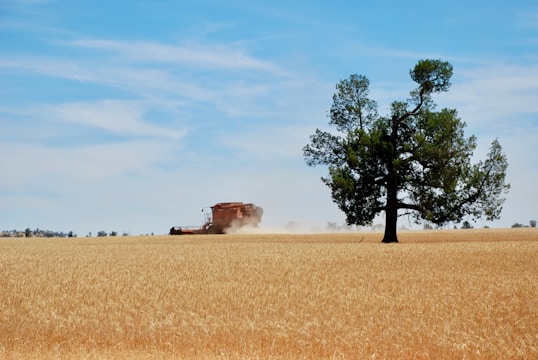 A sturdy harvester working in a golden wheat field under a clear blue sky.