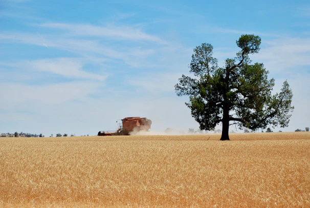 A lush green Iraqi wheat field under a clear blue sky, with a tractor working in the distance.