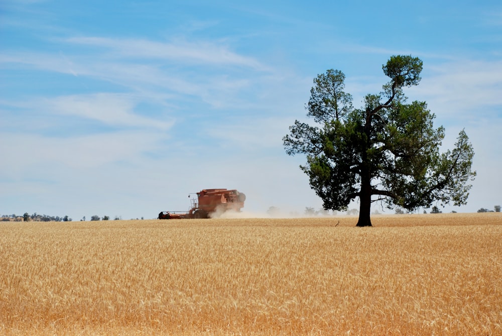 green tree on brown field under blue sky during daytime