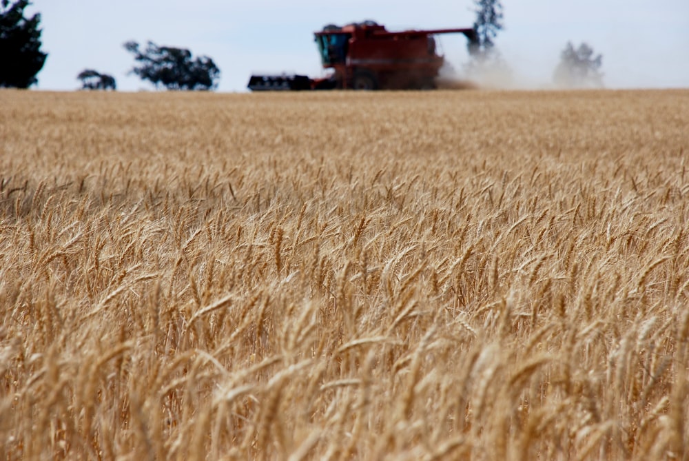 brown wheat field during daytime