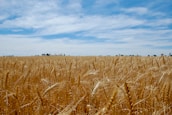 brown wheat field under blue sky during daytime