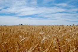 brown wheat field under blue sky during daytime