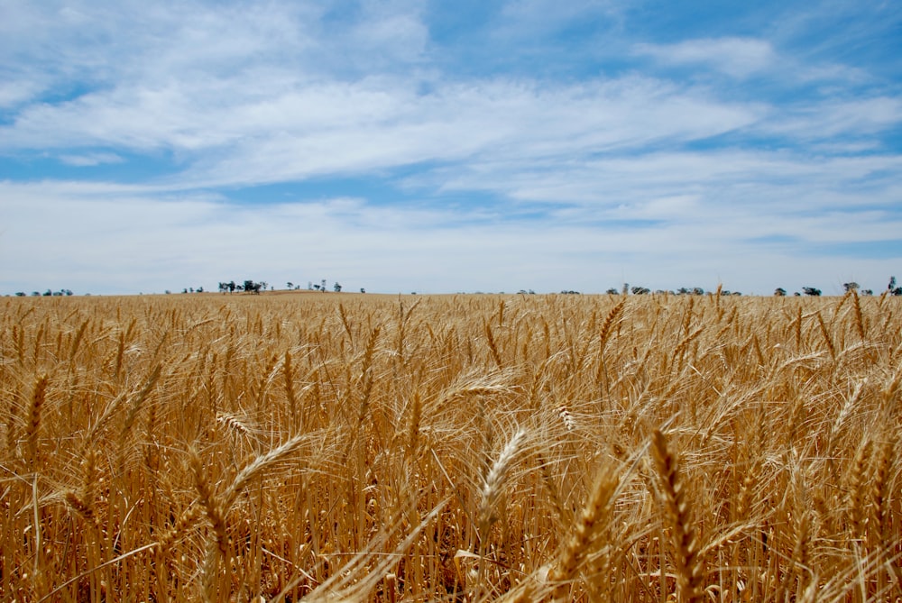campo di grano marrone sotto il cielo blu durante il giorno