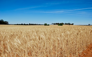 brown wheat field under blue sky during daytime