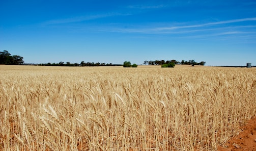 brown wheat field under blue sky during daytime