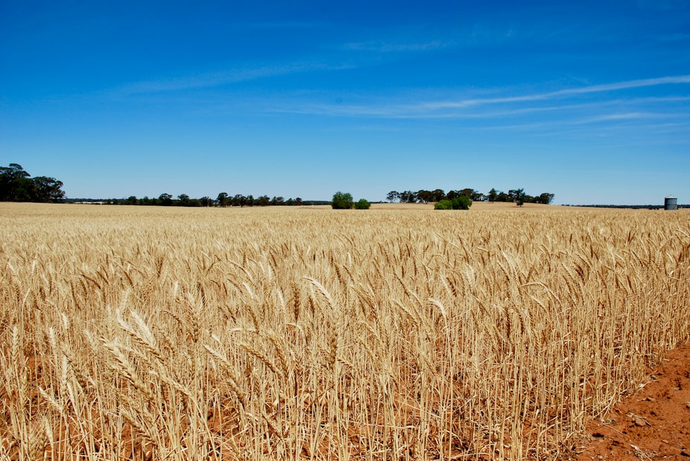 brown wheat field under blue sky during daytime