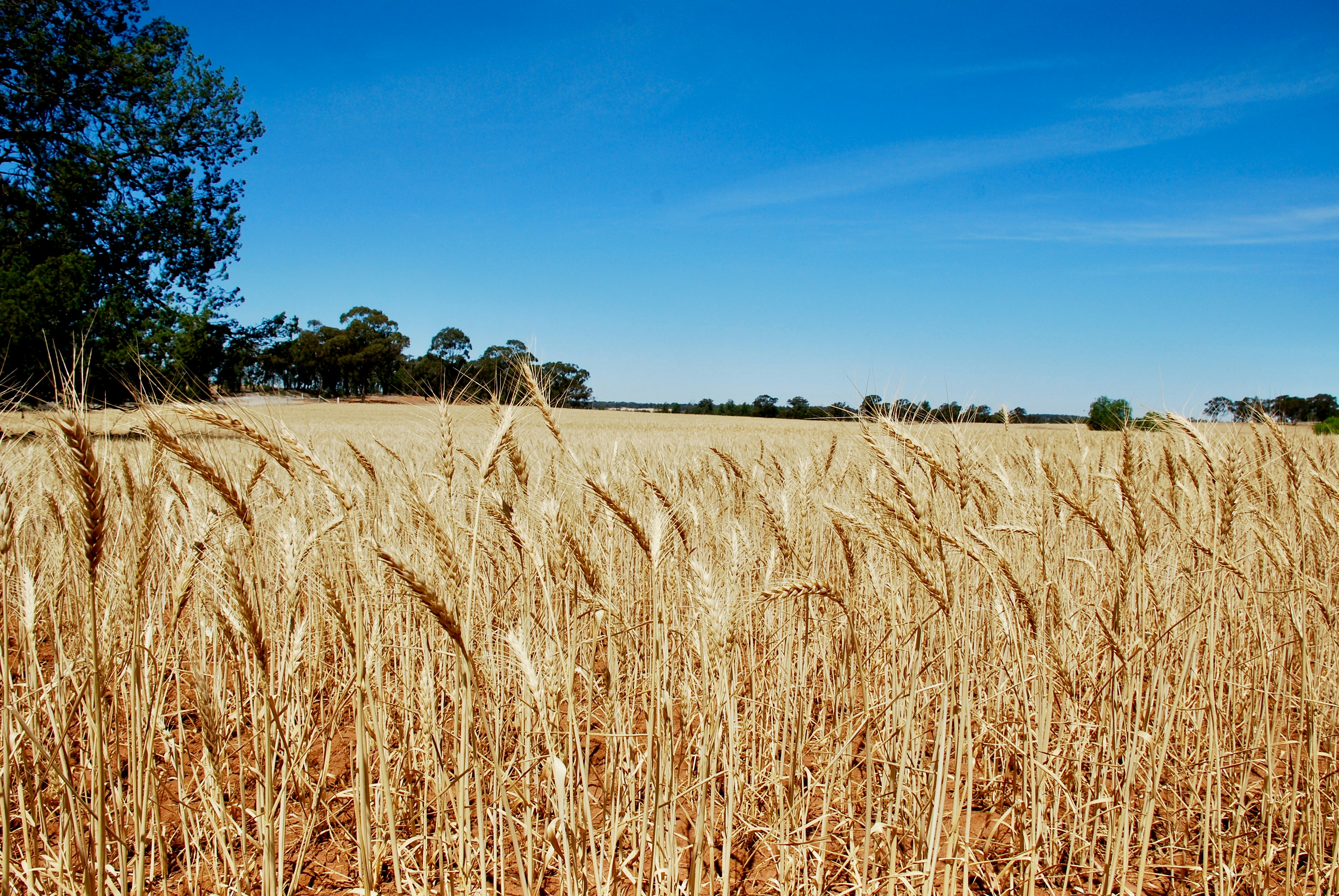 昼間の青空の下の茶色の麦畑の写真 Unsplashで見つけるミロールニューサウスウェールズ州の無料写真