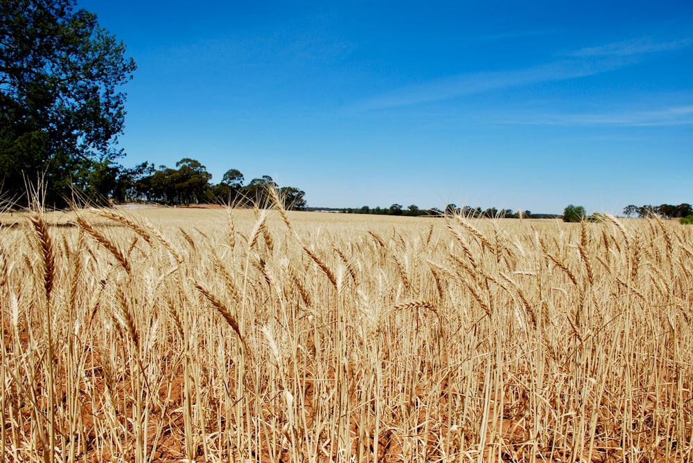 brown wheat field under blue sky during daytime