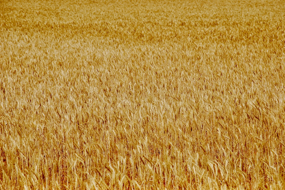 brown wheat field during daytime