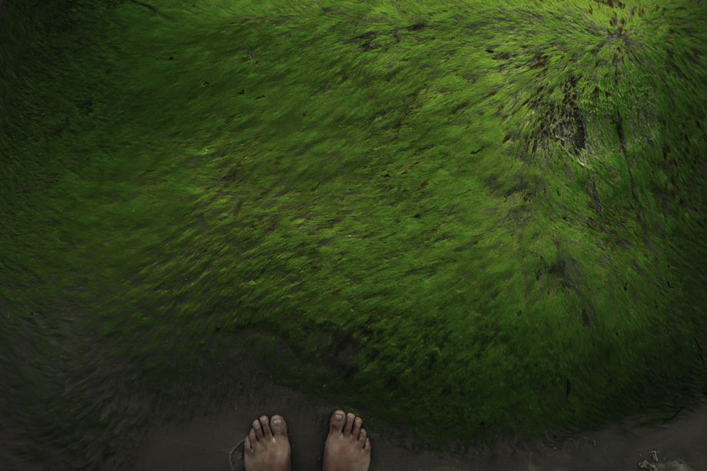 person standing on green grass field