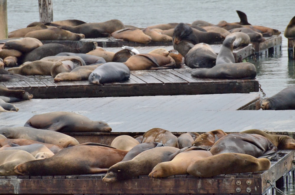 group of sea lion on brown wooden dock during daytime